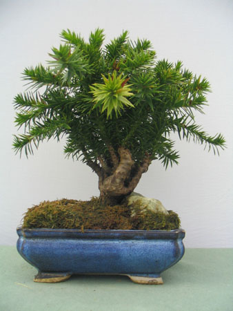 Araucaria Chilena