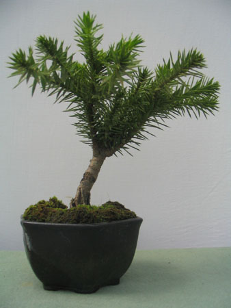 Araucaria