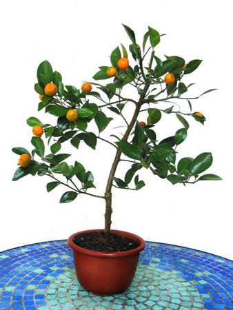 Calamandín