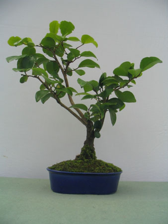 Camelia