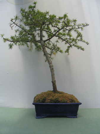 Cedro Alpino