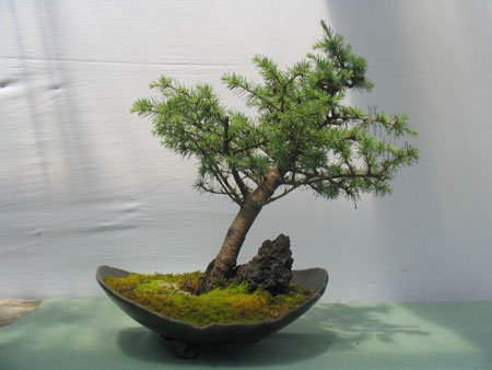 Cedro