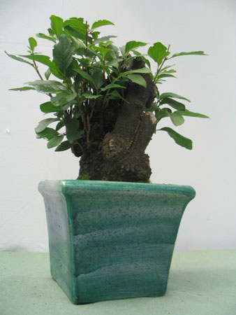 Ciruelo Silvestre