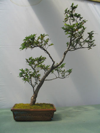 Coihue_5
