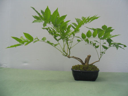 Flor de la Pluma