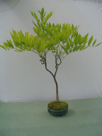 Flor de la Pluma_2