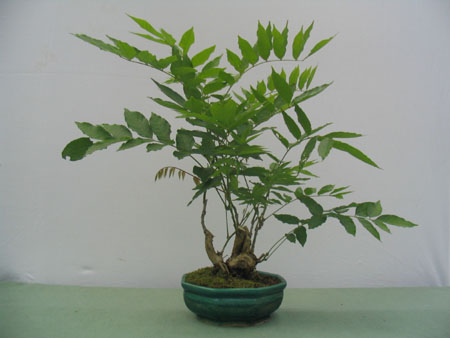 Flor de la Pluma_3