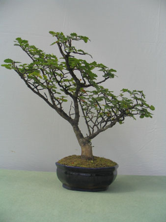 Lenga_2