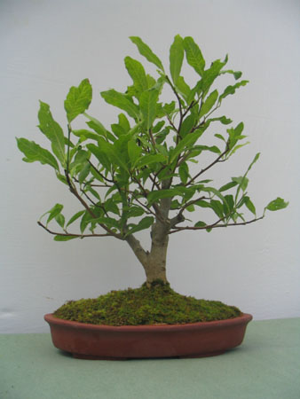 Magnolia Stellatta