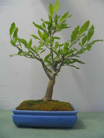 Magnolia Stellatta_2