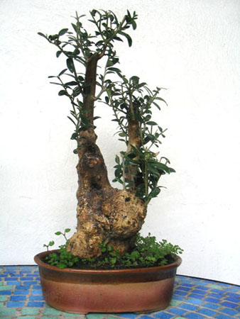 Olivo
