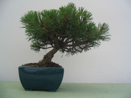 Pino Mugo