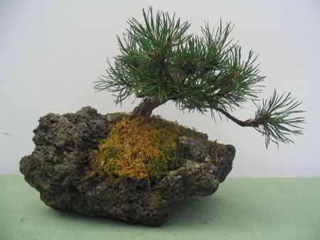 Pino Mugo_2
