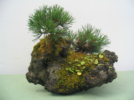 Pino Mugo_3