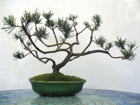 Pino Mugo_4