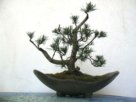 Pino Mugo_5