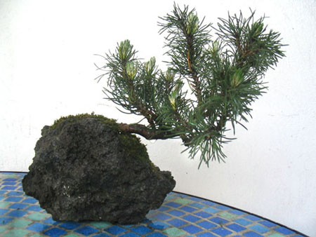 Pino Mugo_7