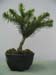 Araucaria