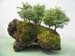Bosquete de Picea