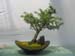 Cedro