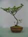 Lenga_6