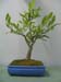 Magnolia Stellatta_2