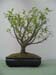 Pitosporum