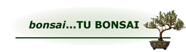 TU BONSAI PRODUCCION GARANTIZADA DE BONSAI VIVERISTA Y PRODUCTOR RODOLFO WEISNER