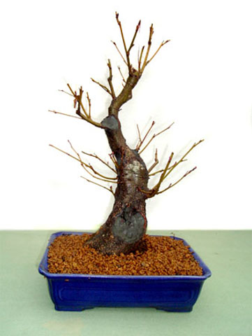 Abedul-Negro-en-Invierno