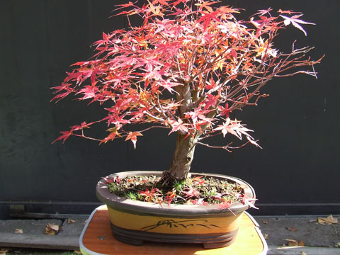 Acer Japonico en otono