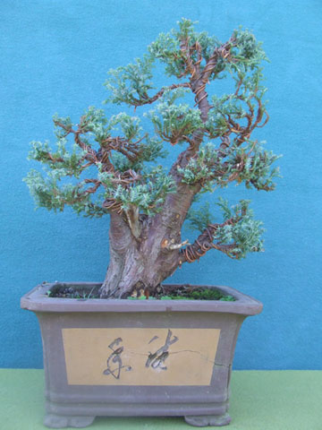 Chamaecyparis Elwoody 2