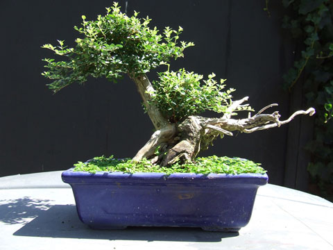 Chamaecyparis Elwoody 3