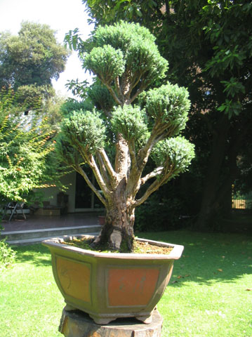 Chamaecyparis Elwoody