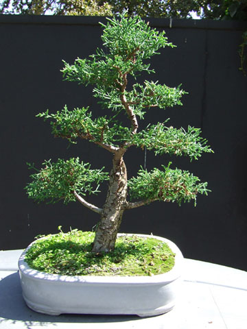 Cipres Macrocarpa