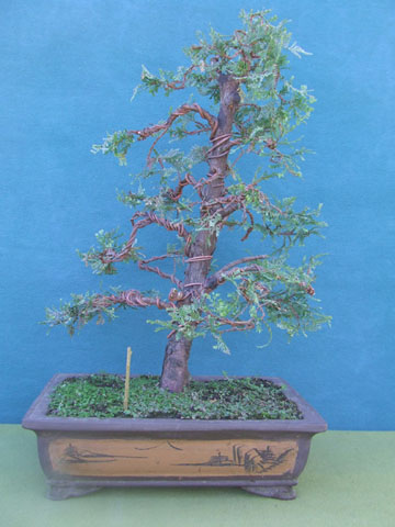 Cipres de la Cordillera 1