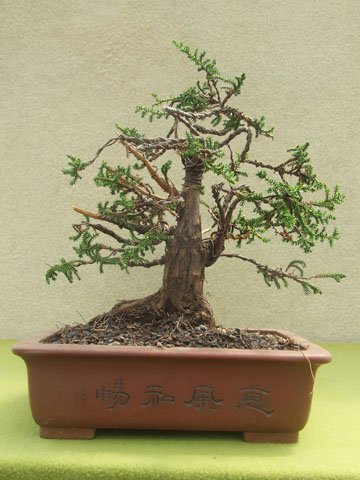 Cipres de las Huaitecas 2