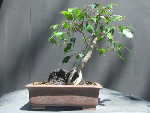 Ficus Benjamina