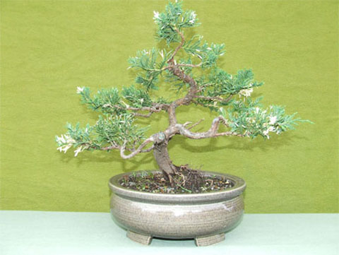 Junipero Variegado 1