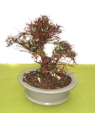 Roble-Pellin-en-Invierno