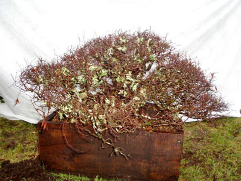 Yamadori-de-Roble-Pellin